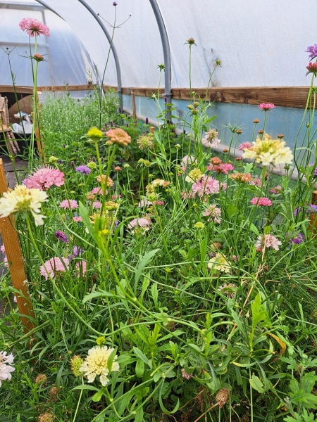 Sweet Briar Flower Farm